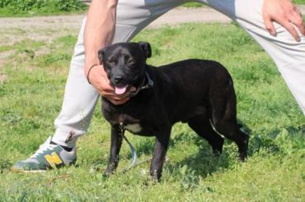 Bonni - kinderlieb u. sehr verspielt