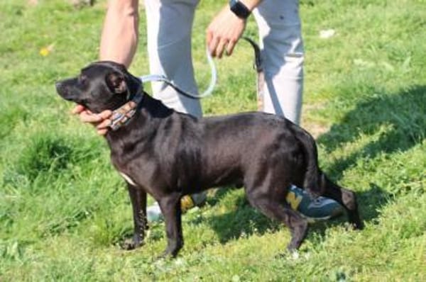 Bonni - kinderlieb u. sehr verspielt