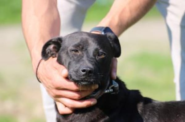Bonni - kinderlieb u. sehr verspielt