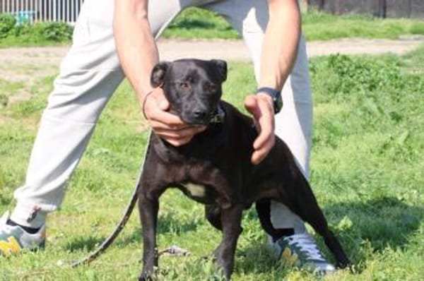 Bonni - kinderlieb u. sehr verspielt