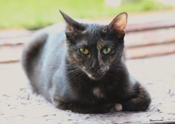 Anant und India suchen ruhiges Zuhause