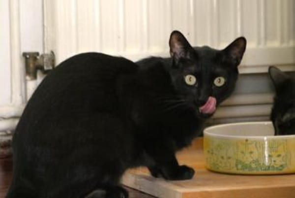 Anant und India suchen ruhiges Zuhause