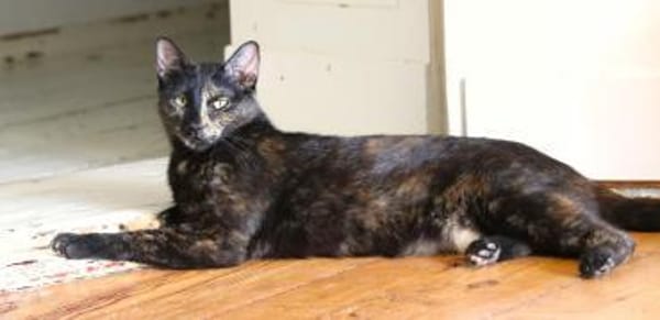 Anant und India suchen ruhiges Zuhause