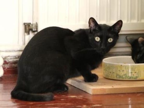 Anant und India suchen ruhiges Zuhause