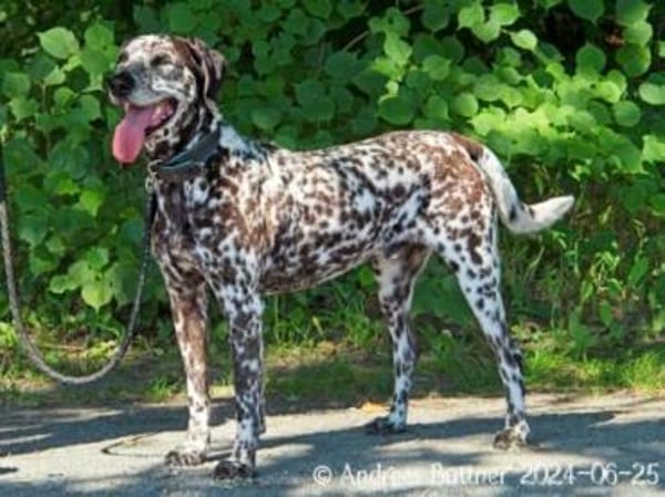 Nemo ist ein besonderer Hund