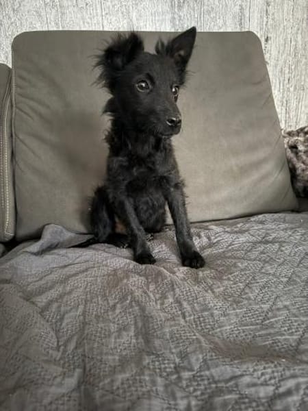 🐾Pepi sucht sein Für-Immer-Zuhause 🐾