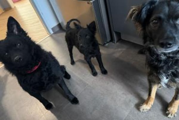 🐾Pepi sucht sein Für-Immer-Zuhause 🐾