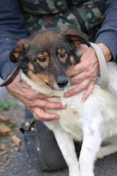 Jojola - zutraulich u. kinderlieb