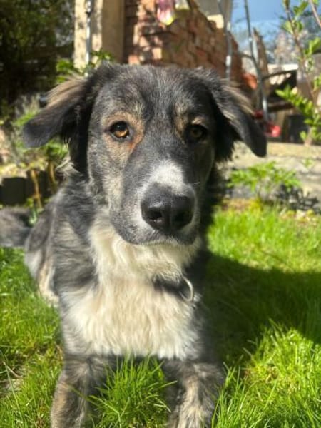 Vermittlungshilfe für Rex🐶