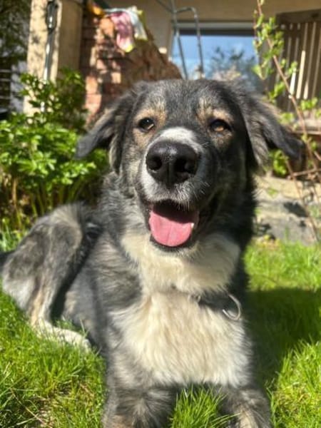 Vermittlungshilfe für Rex🐶