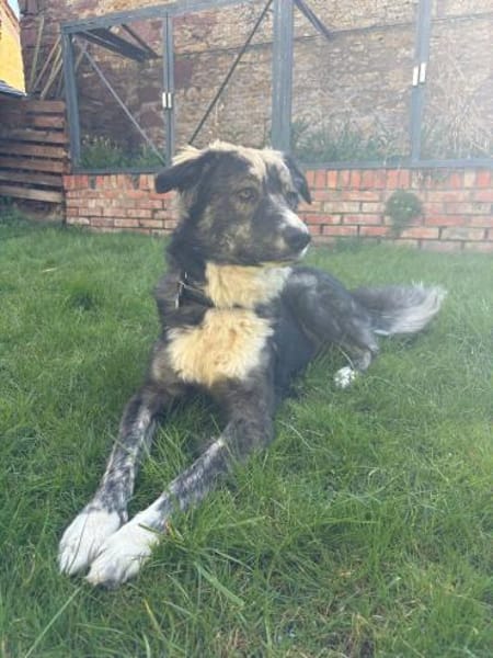 Vermittlungshilfe für Rex🐶