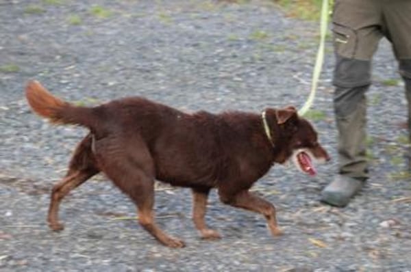 Brownie - sehr verschmust u. kinderlieb