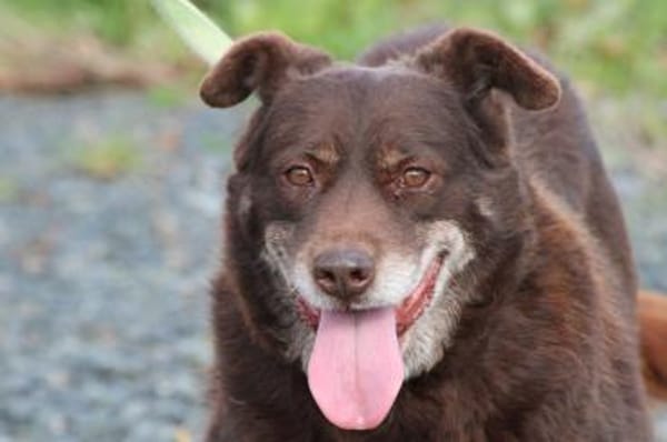 Brownie - sehr verschmust u. kinderlieb