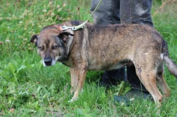 Bella - liebe, verschmuste Traumhündin