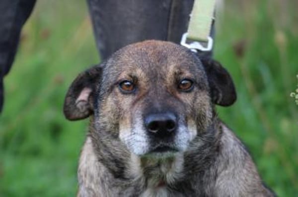 Bella - liebe, verschmuste Traumhündin