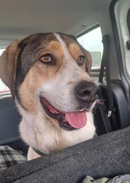 Olli - Geduld gefragt