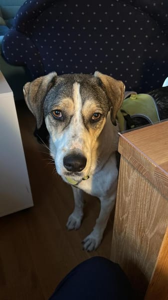 Olli - Geduld gefragt