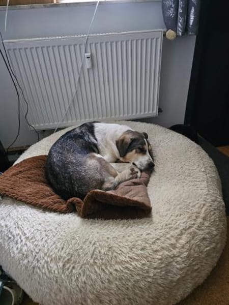 Olli - Geduld gefragt