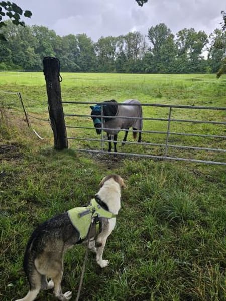 Olli - Geduld gefragt