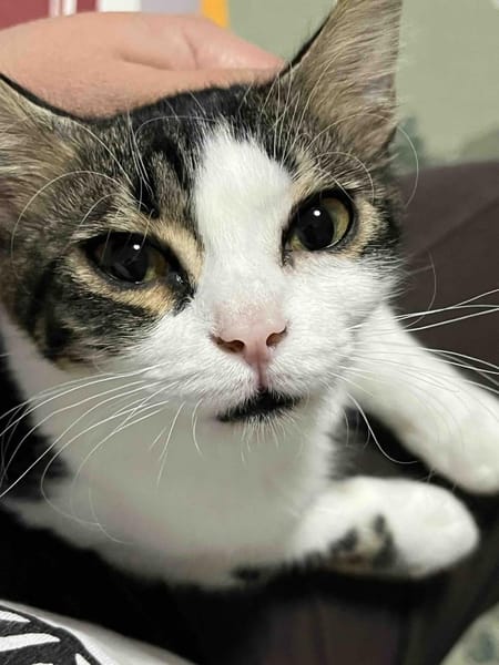 Pebbles -  Klein, aber oho