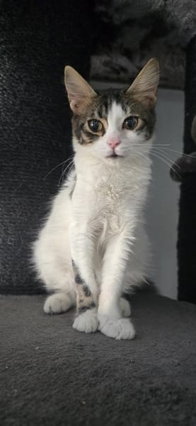 Pebbles -  Klein, aber oho