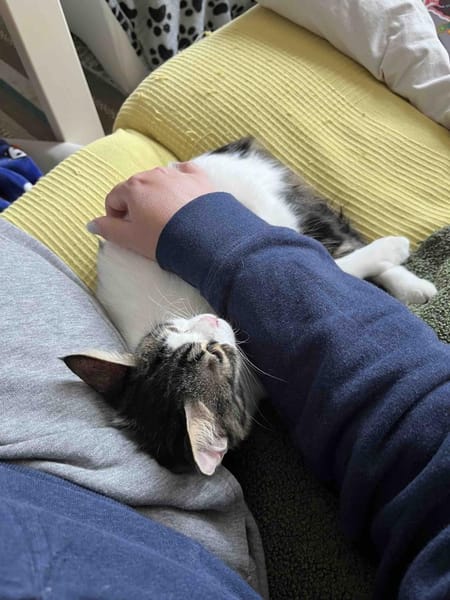 Pebbles -  Klein, aber oho