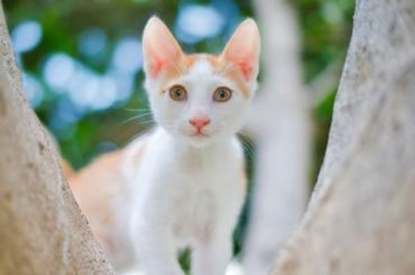 ROCKY - schmusig und total verspielt!