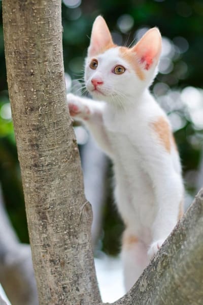 ROCKY - schmusig und total verspielt!