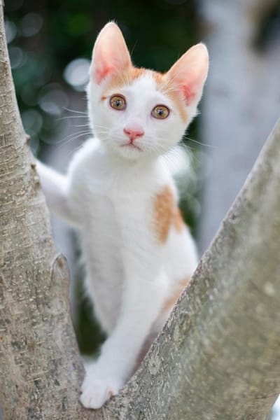 ROCKY - schmusig und total verspielt!