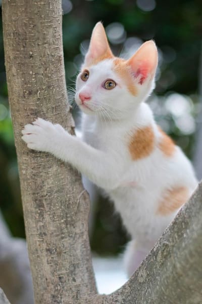 ROCKY - schmusig und total verspielt!