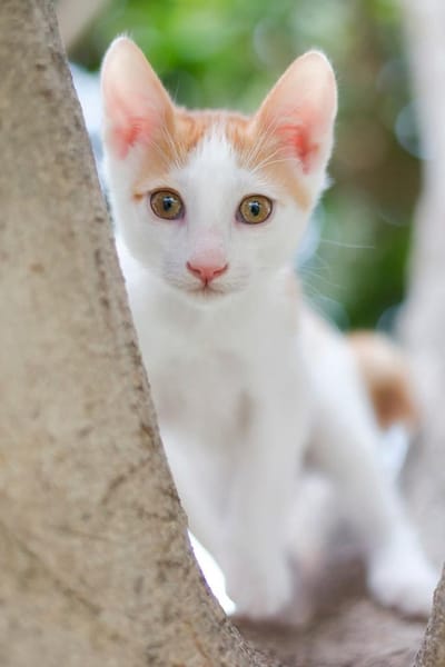 ROCKY - schmusig und total verspielt!