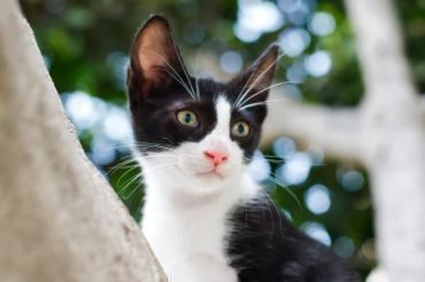 JAZZ - freundlicher und lieber Katzenbub