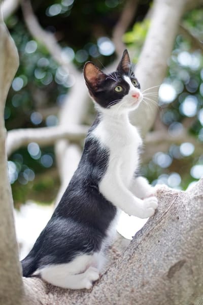 JAZZ - freundlicher und lieber Katzenbub