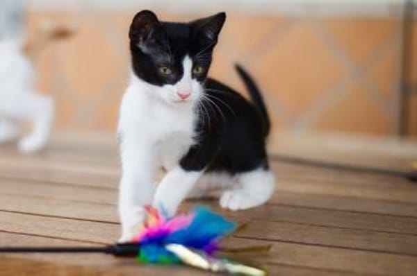 JAZZ - freundlicher und lieber Katzenbub