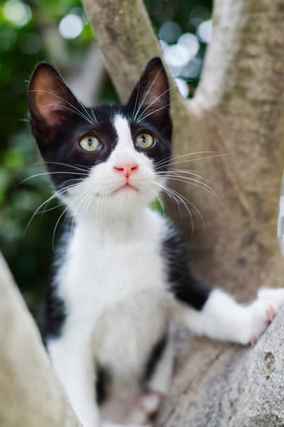 JAZZ - freundlicher und lieber Katzenbub