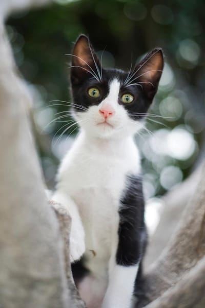 JAZZ - freundlicher und lieber Katzenbub