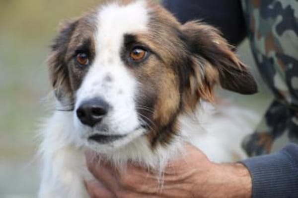 Tamas - unkomplizierter Jungrüde