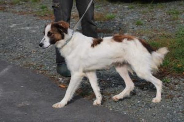 Tamas - unkomplizierter Jungrüde