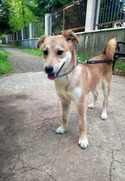 Aki - Zuhause gesucht!