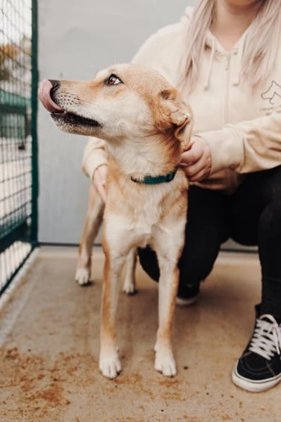 Aki - Zuhause gesucht!