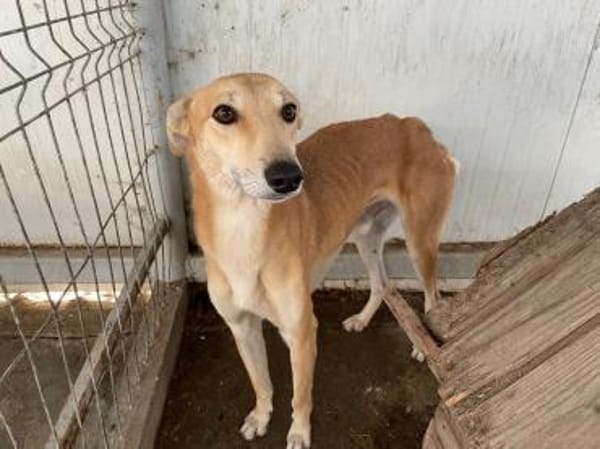 Traumhund Tofu sucht ein Zuhause