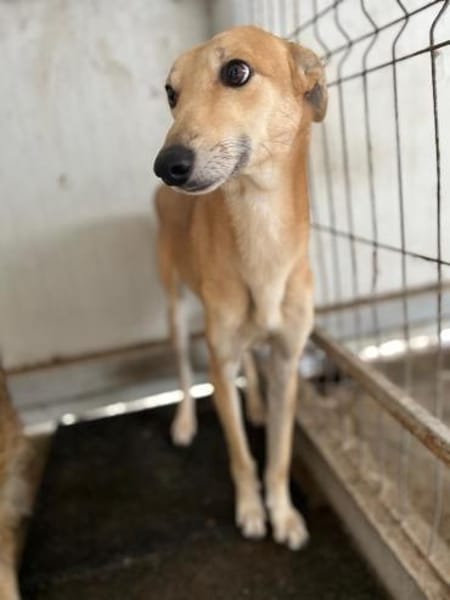 Traumhund Tofu sucht ein Zuhause