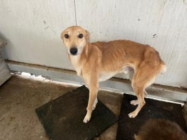 Traumhund Tofu sucht ein Zuhause