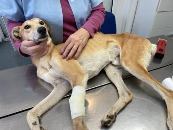 Traumhund Tofu sucht ein Zuhause