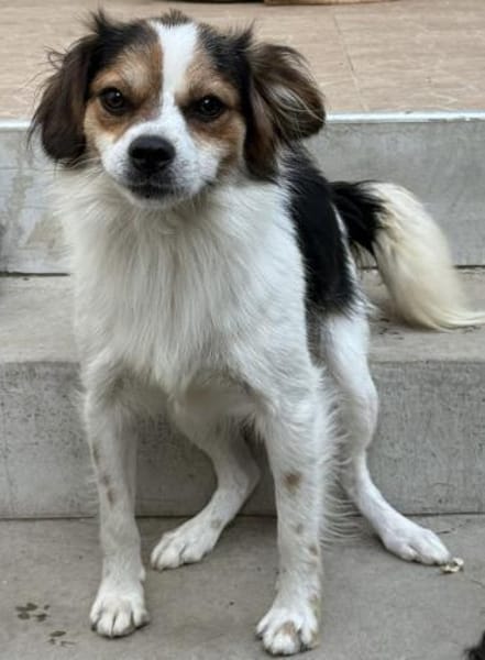 Kiko der CouchPotatoe