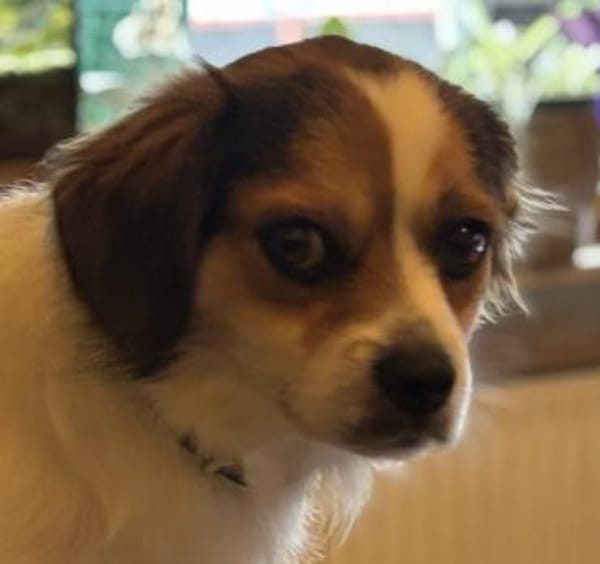 Kiko der CouchPotatoe