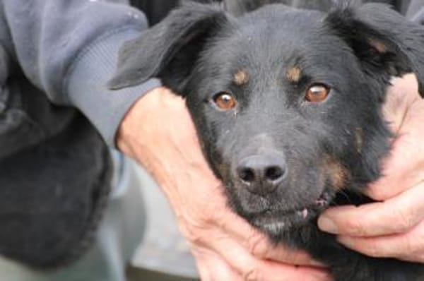 Canja - munter u. kinderlieb