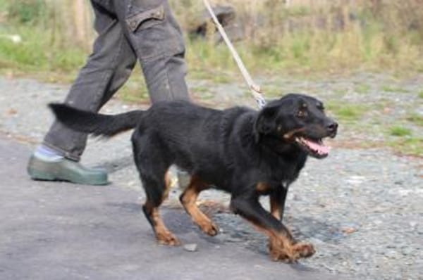 Canja - munter u. kinderlieb