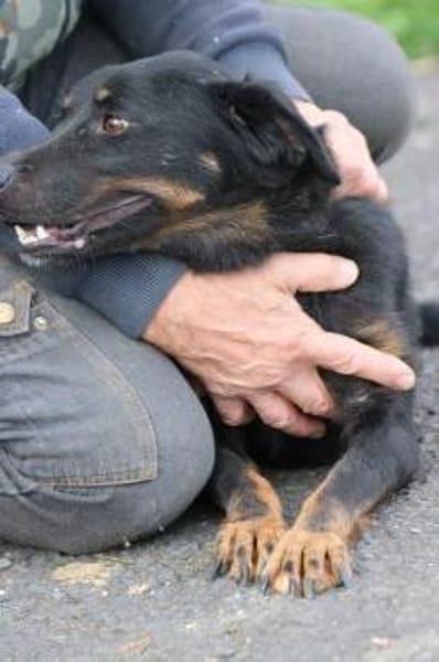 Canja - munter u. kinderlieb