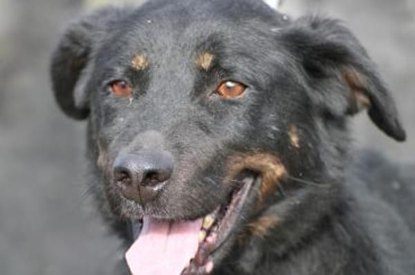 Canja - munter u. kinderlieb